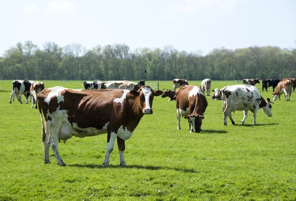 Kor röda och svarta i holländska landskap — Stockfoto