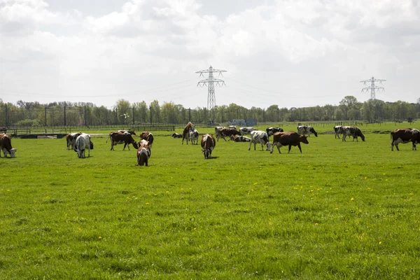 Kor röda och svarta i holländska landskap — Stockfoto