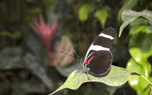 Doris langflügeliger Schmetterling heliconius doris — Stockfoto