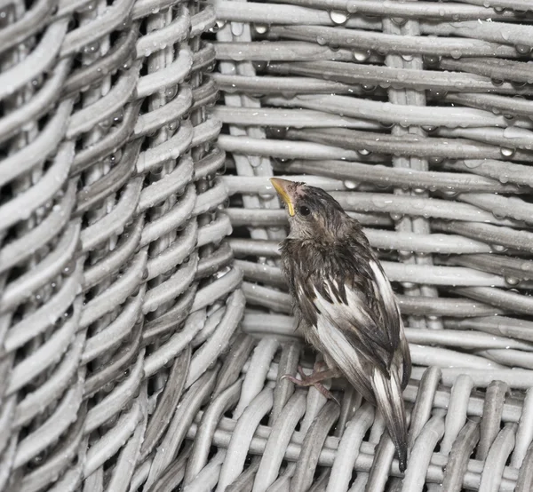 Young sparrow hiding from rain — Stock Photo, Image