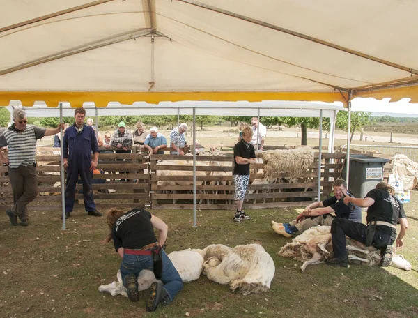 Shearing a sheep at the annual sheep shearing in Ermelo, Holla — Stock Photo, Image