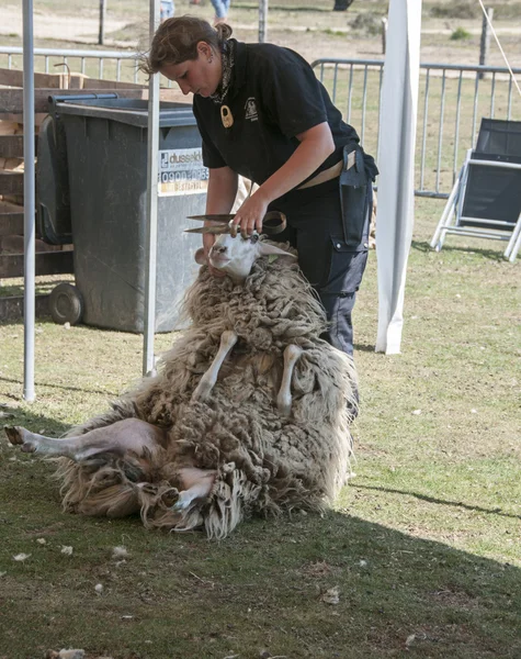 Shearing a sheep at the annual sheep shearing in Ermelo, Holla — Stock Photo, Image