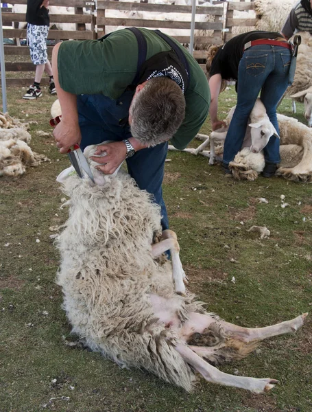 Sheep shearing Ermelo — Stock Photo, Image