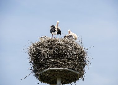 Stork ile iç içe geçirme