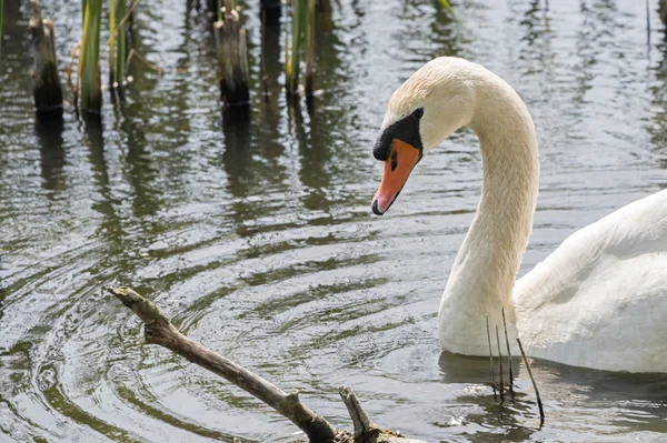 Cigno bianco che nuota nel fiume — Foto Stock