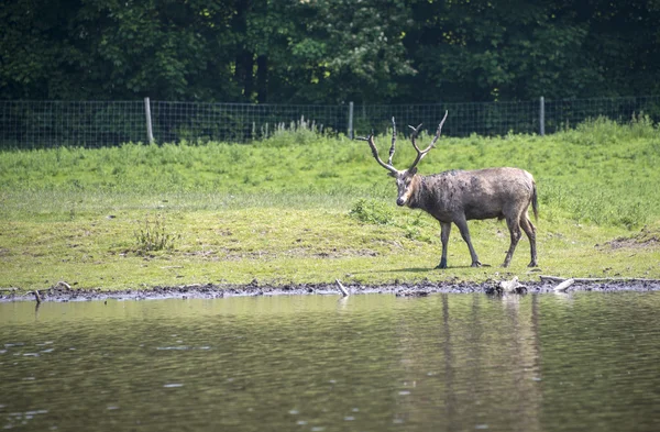 Red deer — Stock Photo, Image