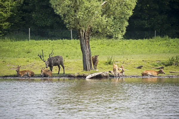 Group of red deer — Stock Photo, Image
