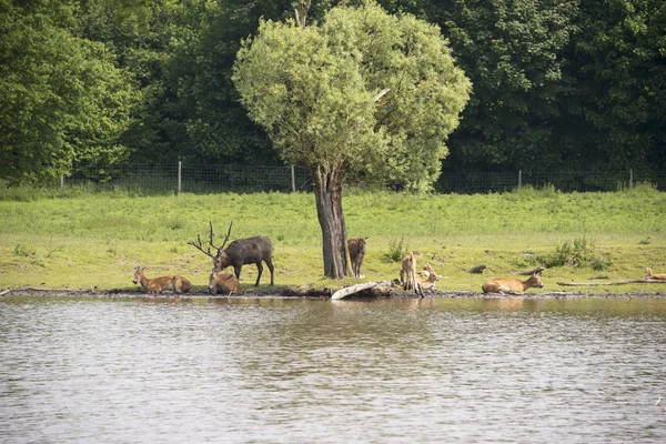 Skupina red deer — Stock fotografie