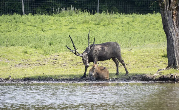 Male and female red deer — Stock Photo, Image