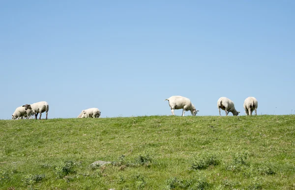 Sheep on green grass — Stock Photo, Image