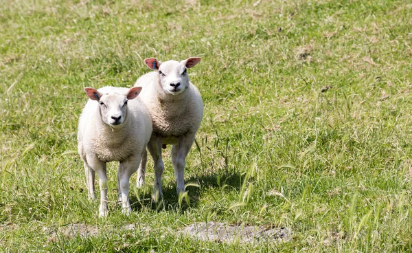 Schafe und Lämmer — Stockfoto