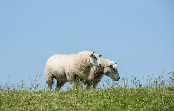Dos ovejas sobre hierba verde — Foto de Stock