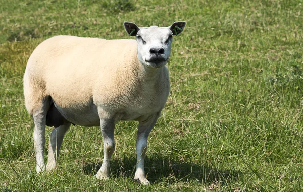 Mladé ovce na zelené trávě — Stock fotografie