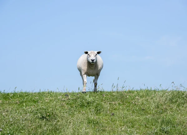 Sheep on green grass — Stock Photo, Image