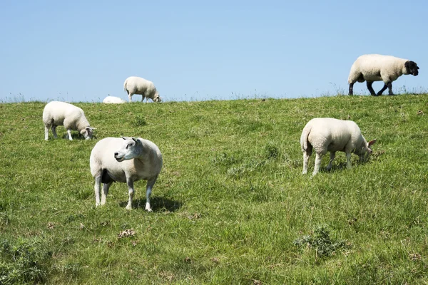 Pecore su erba verde — Foto Stock