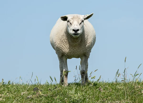 Moutons sur herbe verte — Photo