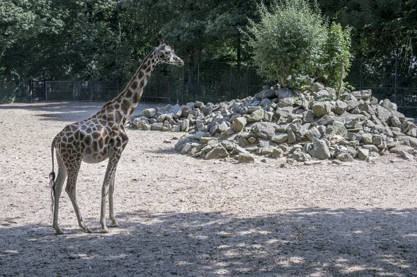 Žirafa v zoo — Stock fotografie