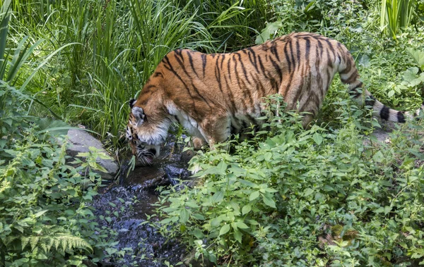 Pantera tigris altaica amurtigerdrinking water in zoo — Stock Photo, Image