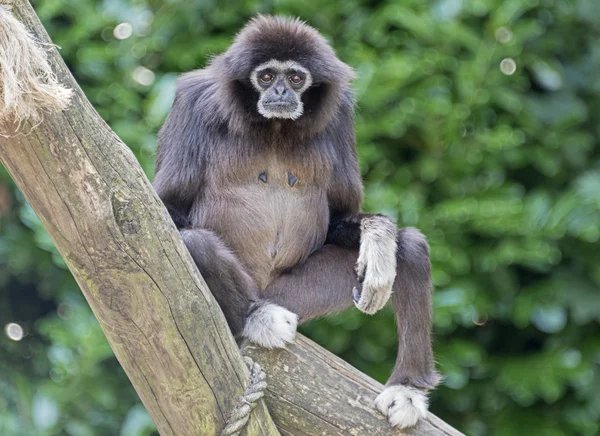 Witte overhandigde gibbon — Stockfoto