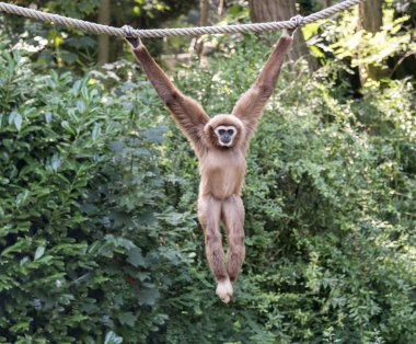 Genç gibbon maymun