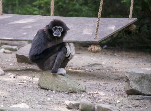 Gibbon majom — Stock Fotó