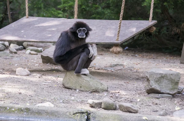 Gibbon majom — Stock Fotó