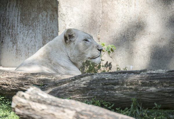 white lion in the zoo