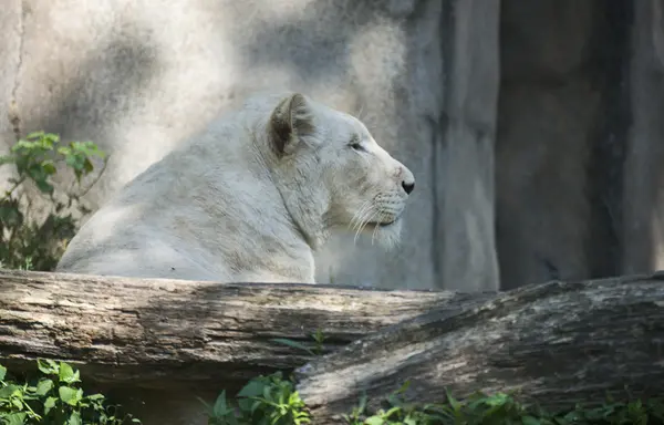Biały lew w zoo — Zdjęcie stockowe