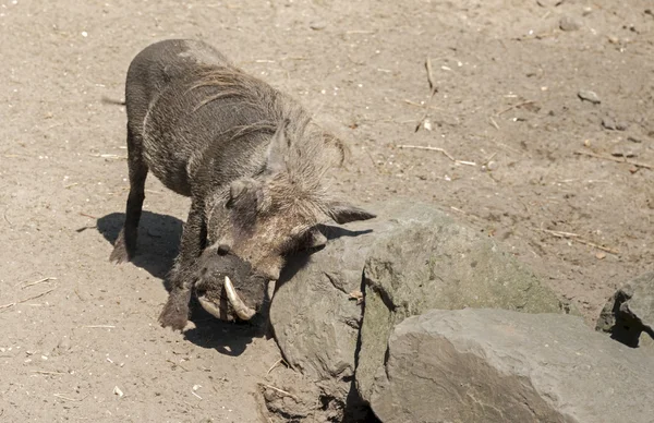Warthog dans le zoo — Photo