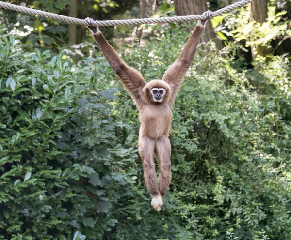 Fiatal gibbon majom — Stock Fotó