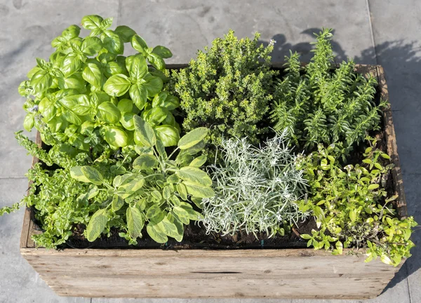 Wooden container with fresh herbs — Stock Photo, Image