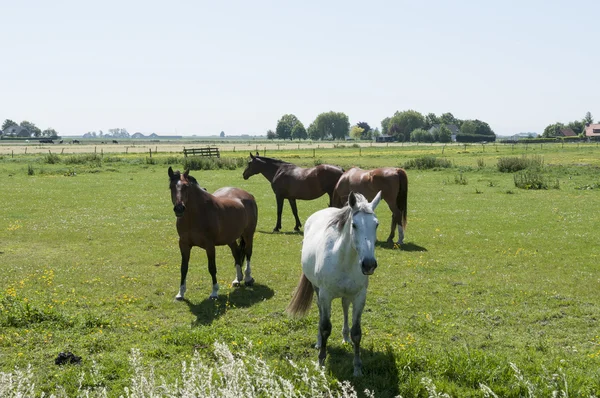 Cavalli marroni e bianchi nel paesaggio olandese — Foto Stock