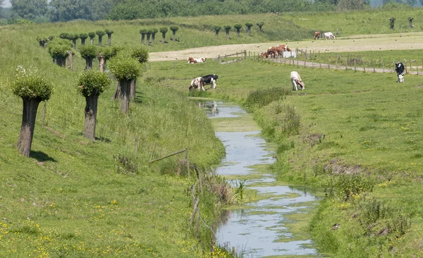 Nature with cows in holland — Stock Photo, Image