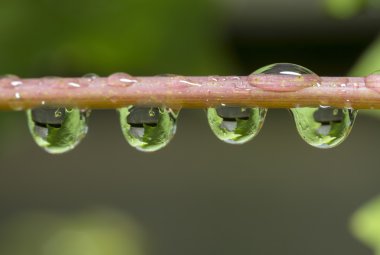 waterdrops içinde yakalayan meşe yaprakları