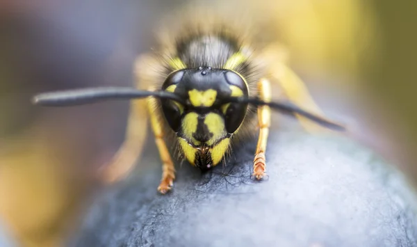 Detail of wasp on grape — Stock Photo, Image