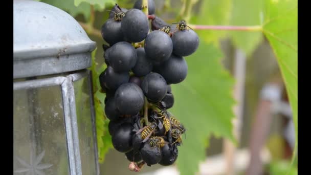 Vespa em frutos de uva — Vídeo de Stock
