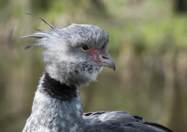 Chauna torguata bird — стоковое фото