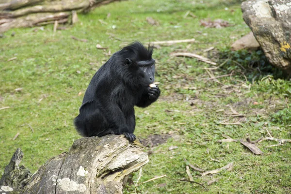 Macaco crestato nero — Foto Stock