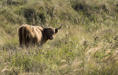 Hollanda'da Galloway hayvan