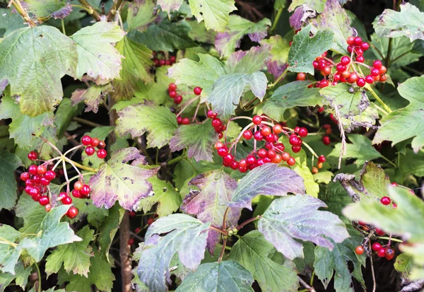 레드 브러시 elderberries — 스톡 사진