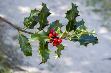 Holly.