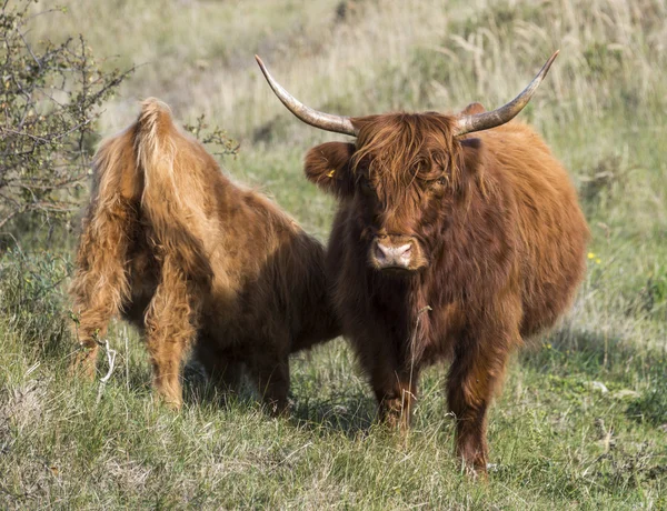 Madre galloway y joven — Foto de Stock