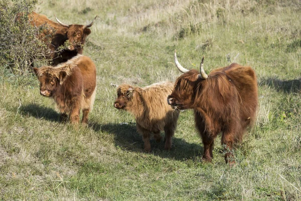 Mor galloway og to unge - Stock-foto