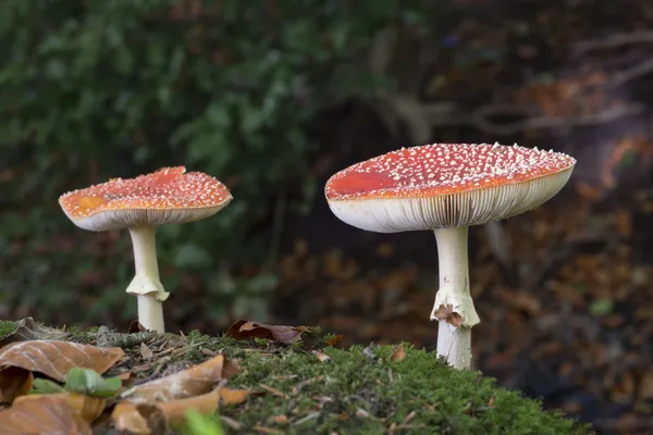 Amanita muscaria — Foto de Stock