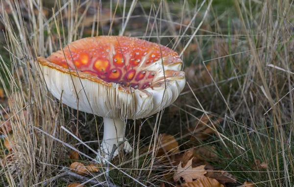 Muchomůrka červená nebo Muchomůrka — Stock fotografie