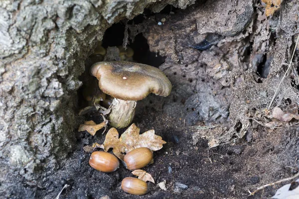 Fungus — Stock Photo, Image