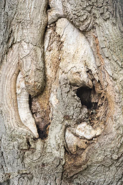 Υπόβαθρο του δέντρου — Φωτογραφία Αρχείου