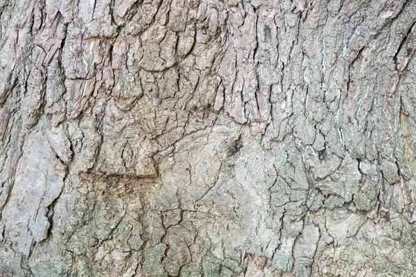 Υπόβαθρο του δέντρου — Φωτογραφία Αρχείου