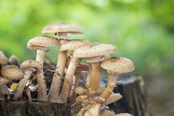 Sehr kleiner Pilz am Baum — Stockfoto