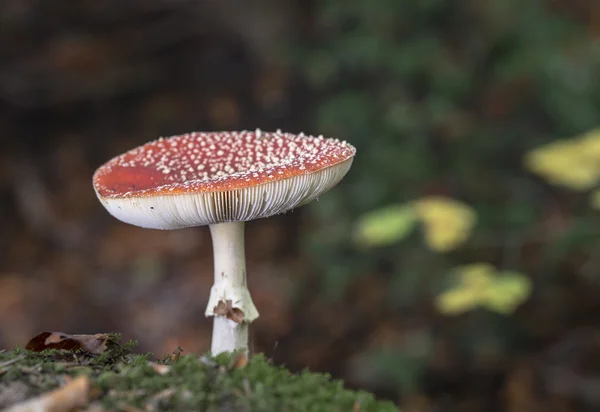 Amanita muscaria oder Fliegenpilz — Stockfoto